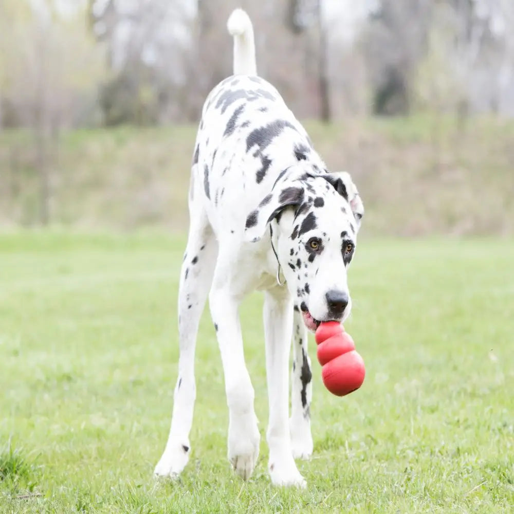 KONG Classic Dog Toy